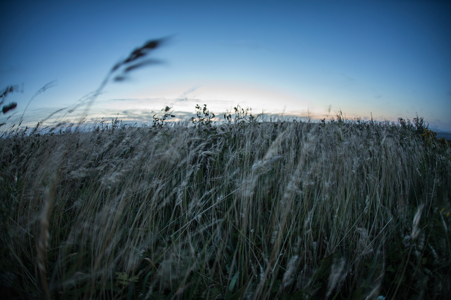 Orkney Grass