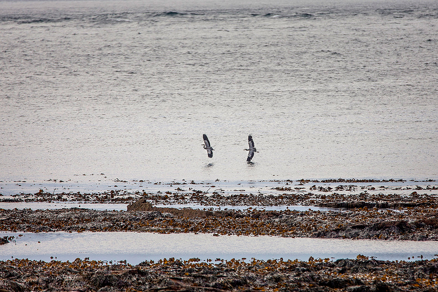 Wildlife Herons