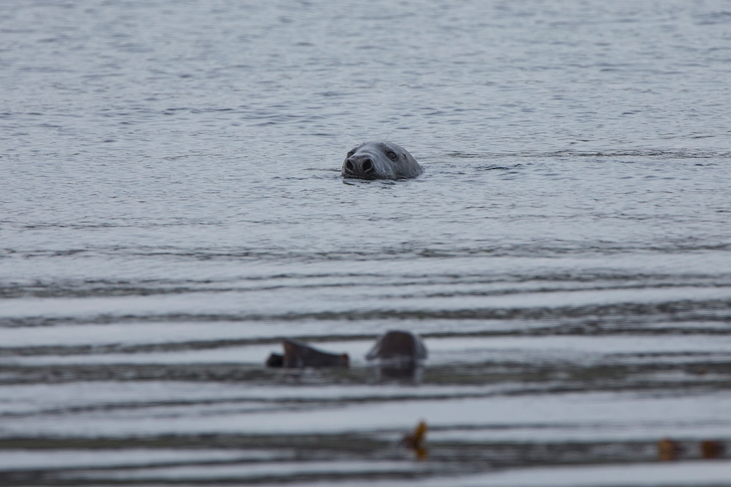 Wildlife Seal