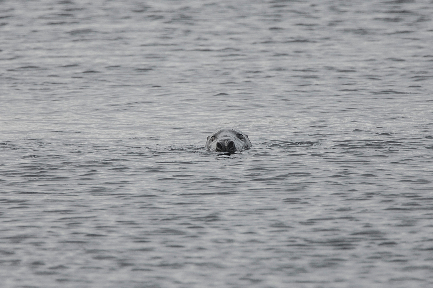 Wildlife Seal