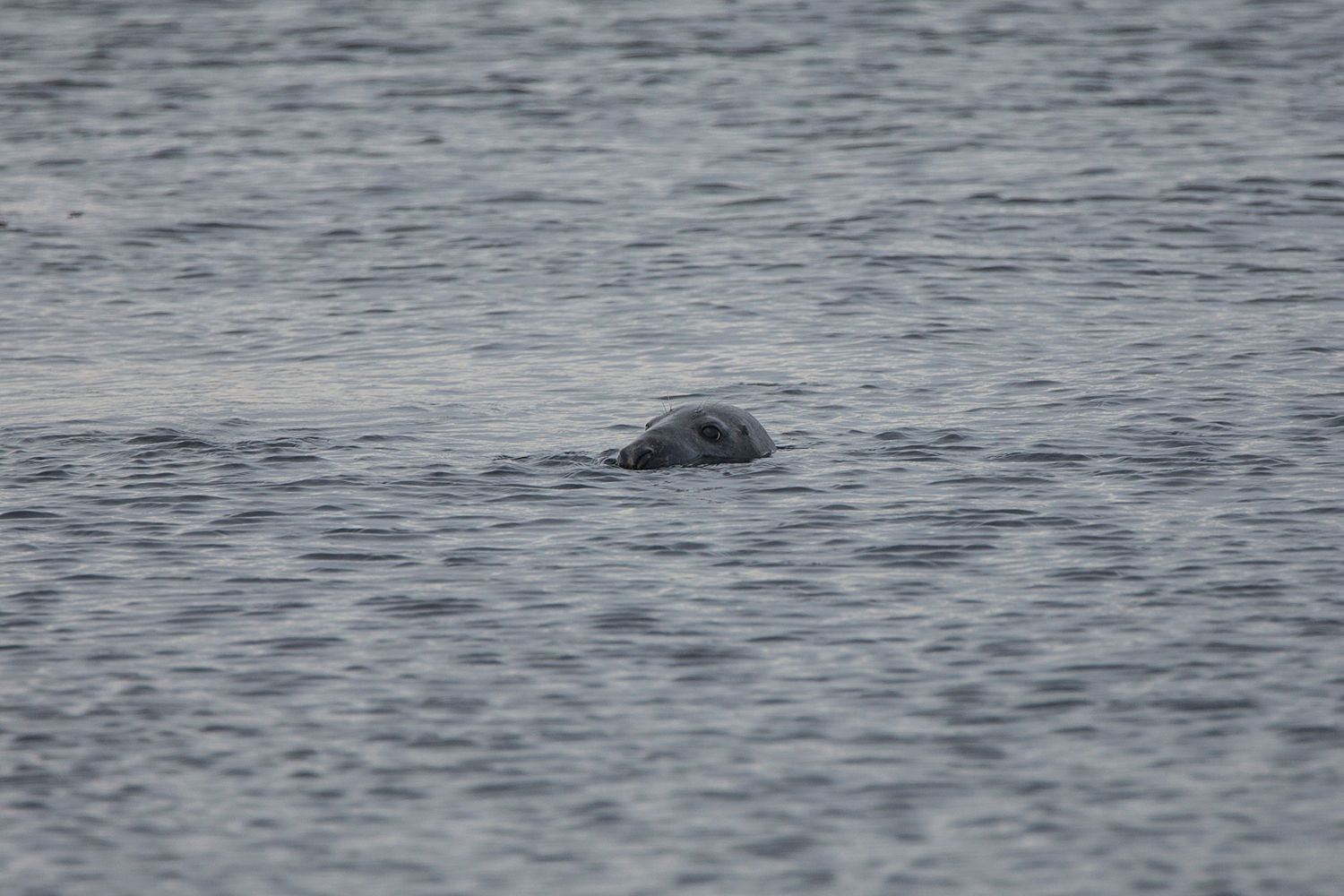 Wildlife Seal