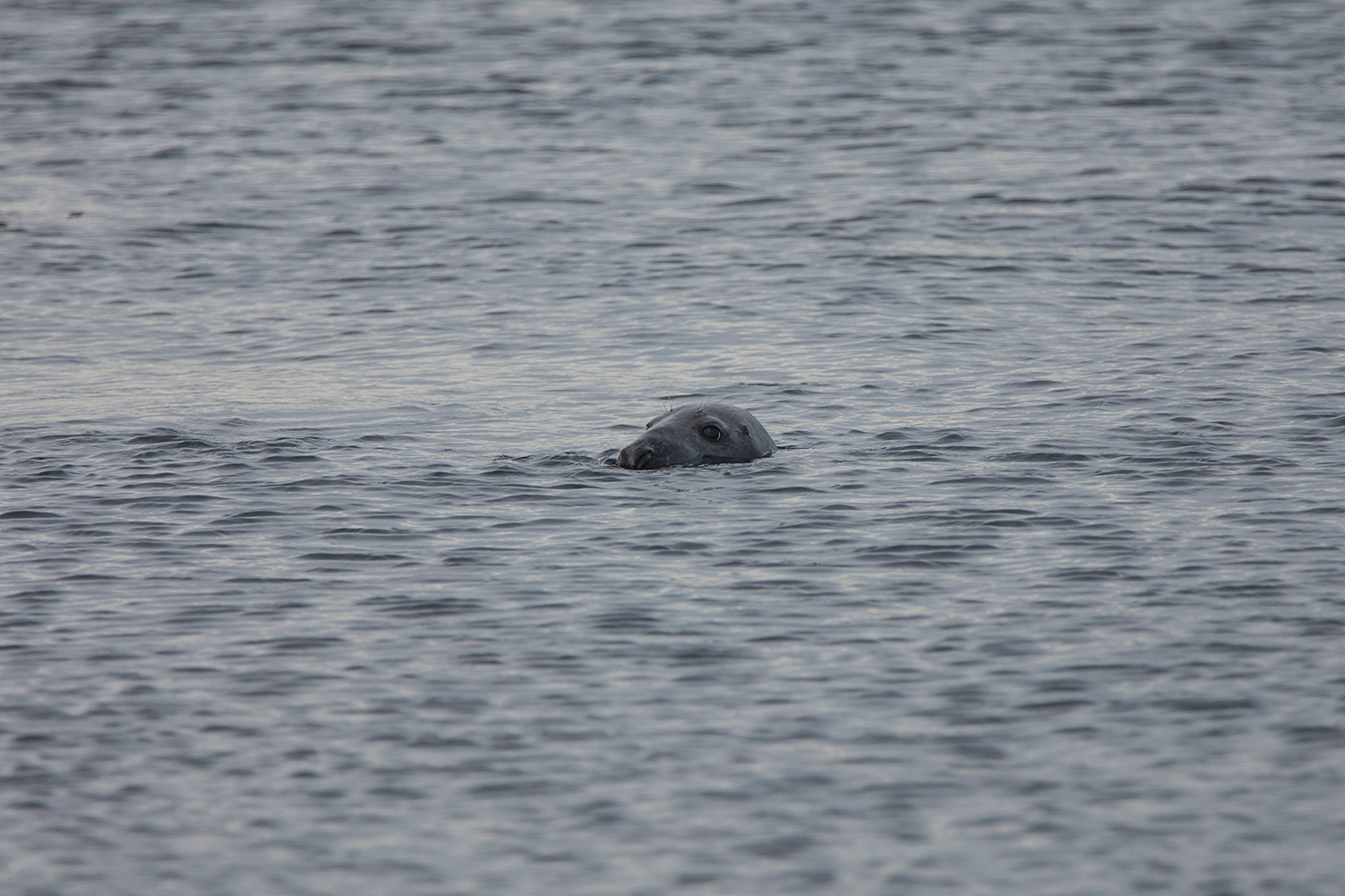 Wildlife Seal