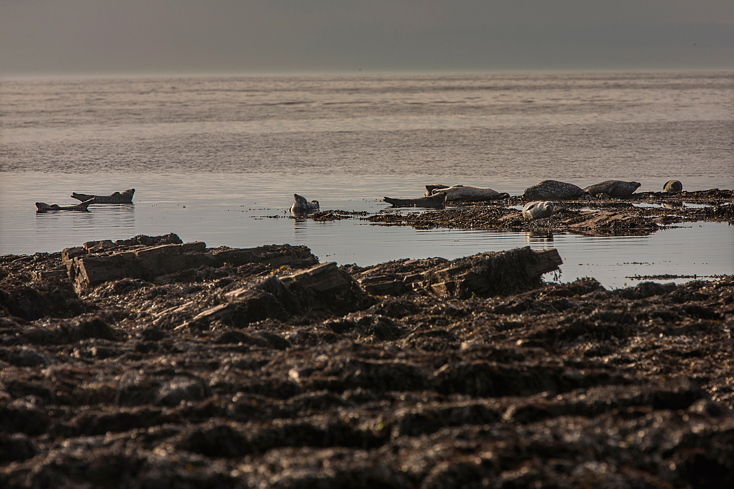 Wildlife SealS