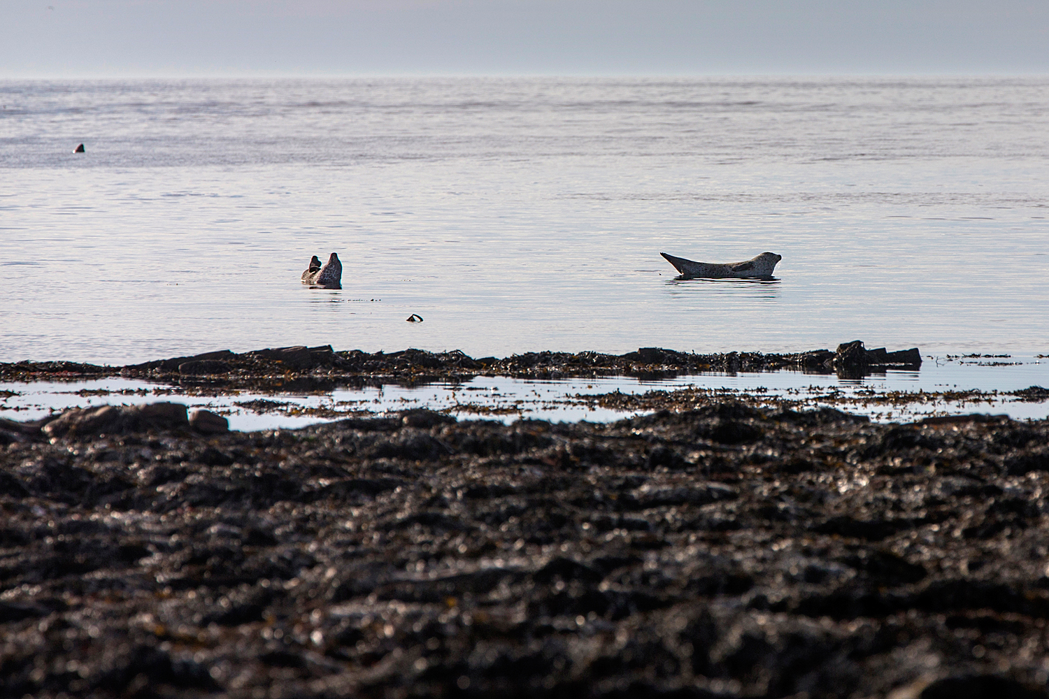 Wildlife Seals